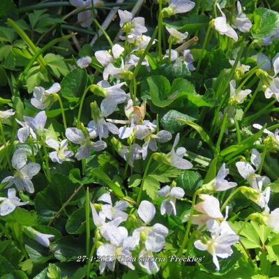 Viooltjes - Viola sororia 'Freckles'