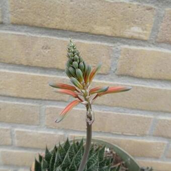 Aloe aristata