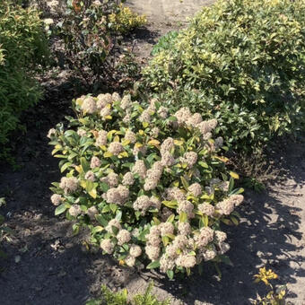 Viburnum tinus