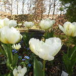 Tulipa 'Exotic Emperor' - Tulp