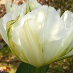 Tulipa 'Exotic Emperor' - Tulp