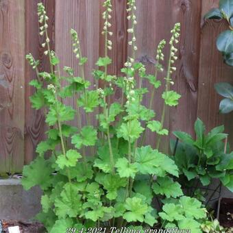 Tellima grandiflora