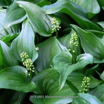 Maianthemum bifolium