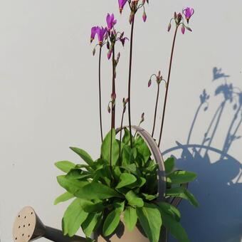 Dodecatheon meadia