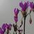 Dodecatheon meadia