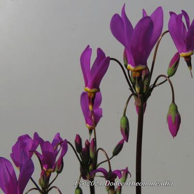 Twaalfgodenkruid - Dodecatheon meadia