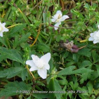 Anemone nemorosa 'Alba Plena'