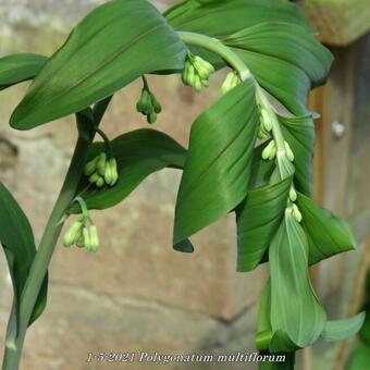 Polygonatum multiflorum