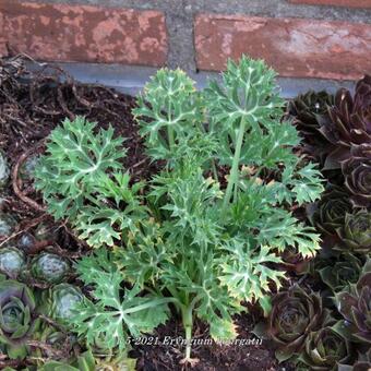 Eryngium bourgatii