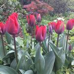 Tulipa 'Couleur Cardinal'  - Tulp