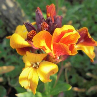 Erysimum x cheiri