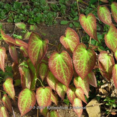 Elfenbloem - Epimedium x rubrum