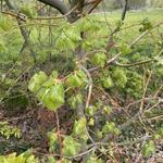 Tilia americana - Amerikaanse linde