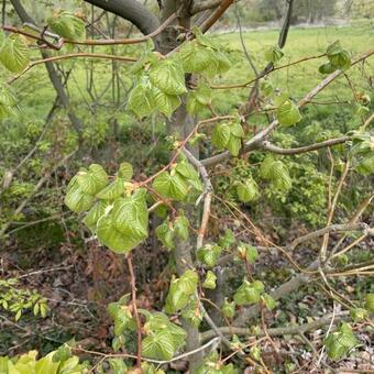 Tilia americana