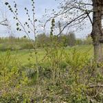 Tilia americana - Amerikaanse linde