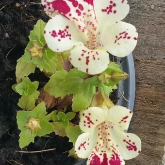 Mimulus 'Magic White Blotch'