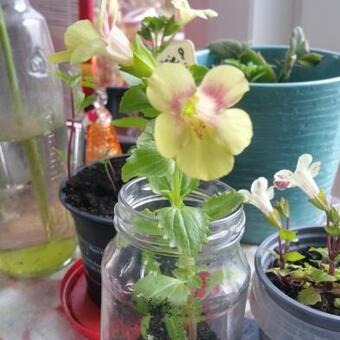 Mimulus luteus