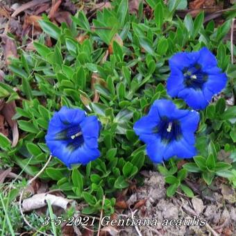 Gentiana acaulis