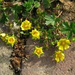 Potentilla neumanniana - Voorjaarsganzerik - Potentilla neumanniana