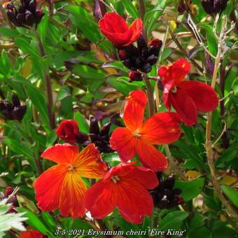 Erysimum cheiri 'Fire King'