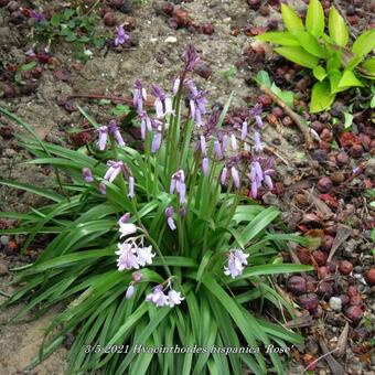 Hyacinthoides hispanica 'Rose'