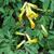 Corydalis lutea