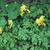 Corydalis lutea