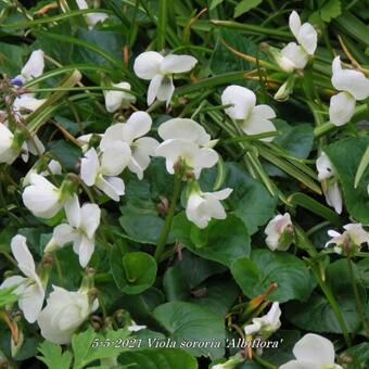 Viola sororia 'Albiflora'