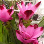 Curcuma 'Healthy Joy' - Kurkuma, Koenier