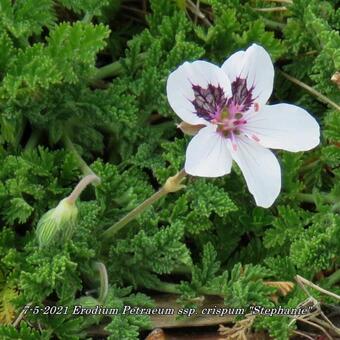 Erodium petraeum ssp. crispum 'Stephanie'