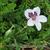 Erodium petraeum ssp. crispum 'Stephanie'