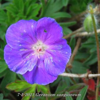 Geranium sanguineum