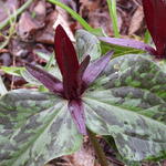 Trillium kurabayashii - Drieblad/Boslelie