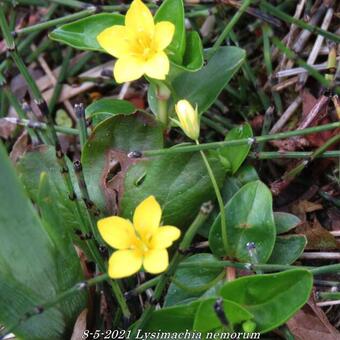 Lysimachia nemorum