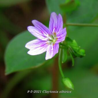 Claytonia sibirica