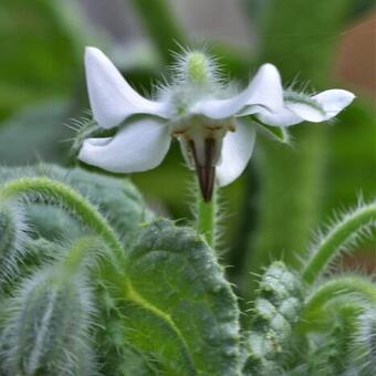 Borago officinalis 'Alba'