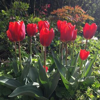 Tulipa 'Couleur Cardinal'