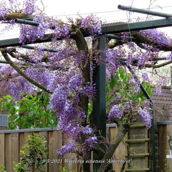 Wisteria sinensis 'Amethyst'