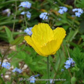 Meconopsis cambrica