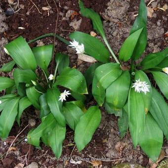 Allium ursinum