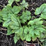 Heuchera 'Green Fizz' - Purperklokje