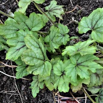 Heuchera 'Green Fizz'