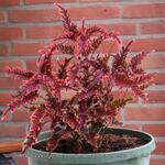 Plectranthus scutellarioides UNDER THE SEA 'Bone fish' - Siernetel