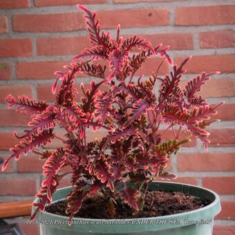 Plectranthus scutellarioides UNDER THE SEA 'Bone fish'