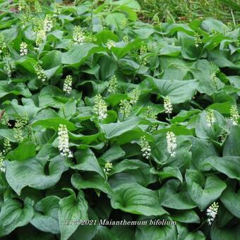 Maianthemum bifolium