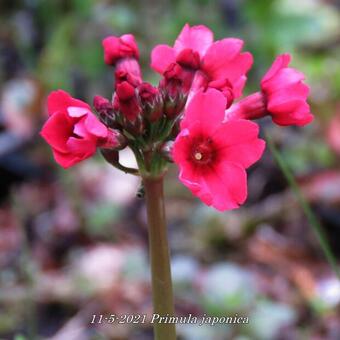 Primula japonica