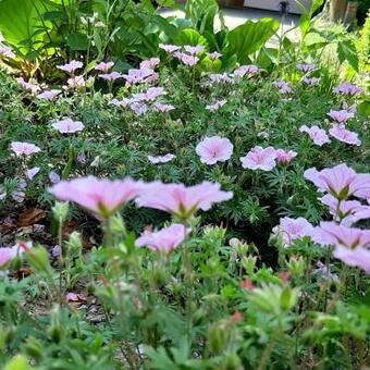 Geranium sanguineum var. striatum