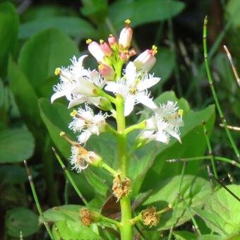 Menyanthes trifoliata