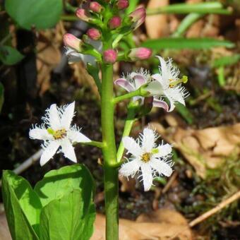 Menyanthes trifoliata