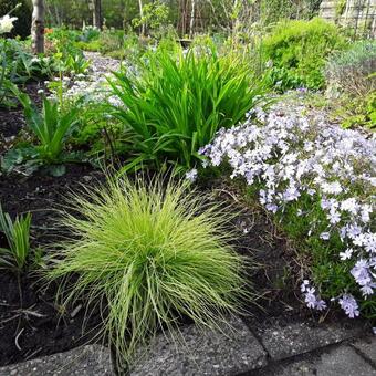 Festuca glauca 'AmiGold'